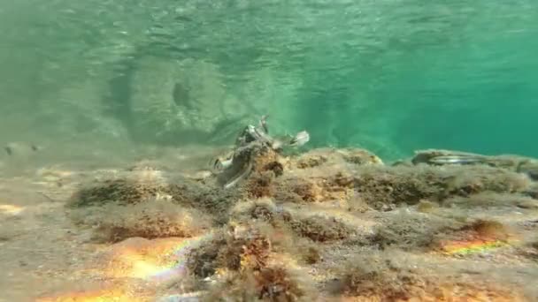 Mořské Ryby Hledají Červy Mezi Skalami — Stock video