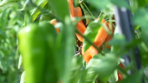 Rode Groene Paprika Groeien Landbouwplant — Stockvideo