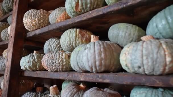 Muchas Calabazas Estantes Madera — Vídeos de Stock