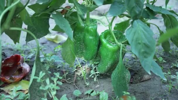 Green Sweet Pepper Dirty Mud Plant — Stock Video