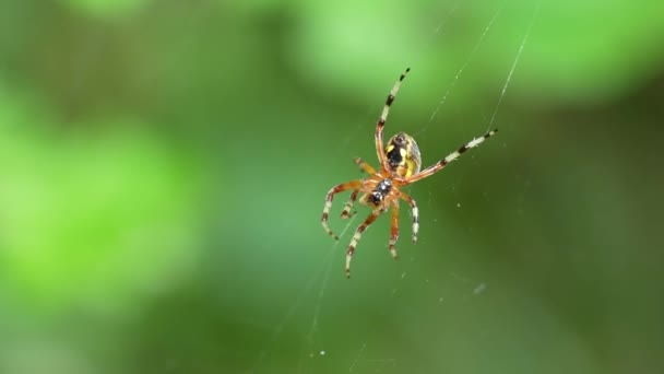 Kırık Ağında Yürüyen Çapraz Örümceğin Makro — Stok video