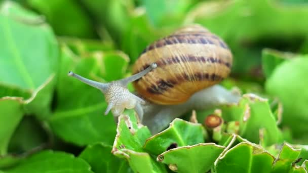 蜗牛爬到绿色的植物上 然后吃了它 — 图库视频影像