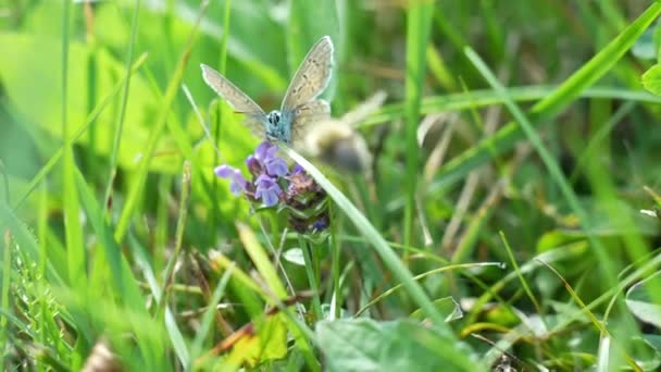 Hummel Fliegt Zeitlupe Vor Einem Schmetterling Der Auf Dem Pint — Stockvideo