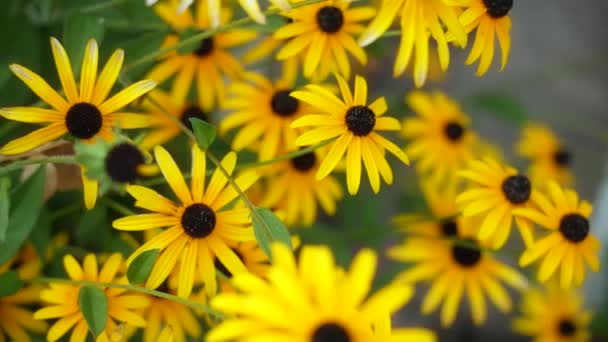 Κίτρινα Λουλούδια Σαν Μαργαρίτα Rudbeckia Hirta — Αρχείο Βίντεο