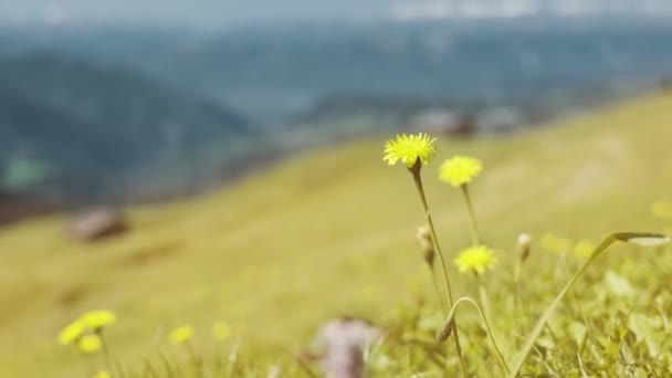 Utsikt Över Det Gröna Sommarlandskapet Från Siusi Alperna Två Trähus — Stockvideo