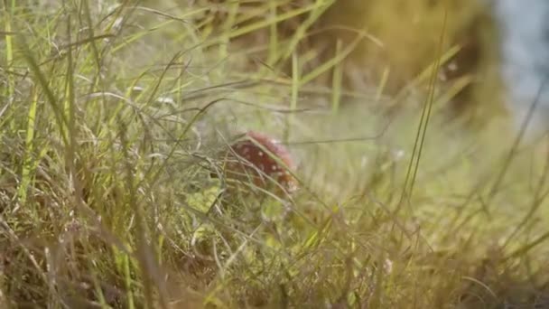 Ormandaki Yeşil Otların Arasında Küçük Kırmızı Zehirli Mantar — Stok video