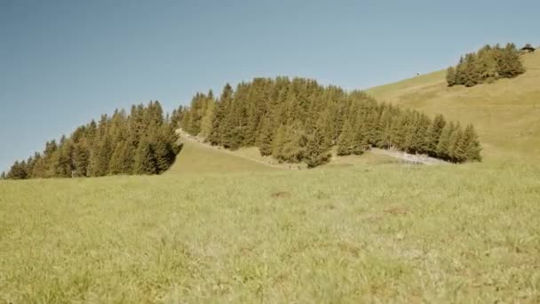 绿树生长在绿草覆盖的山上 — 图库视频影像