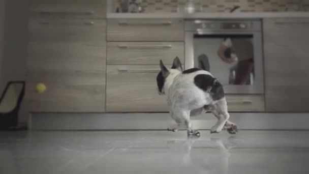 French Bulldog Runs Slow Motion Catch Ball Home — Stock Video