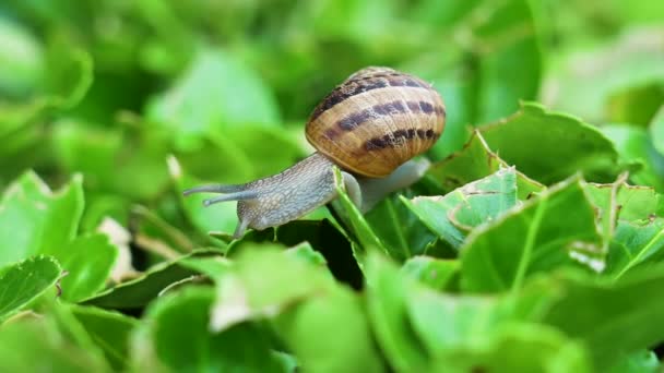 蜗牛在植物的绿叶上行走 — 图库视频影像