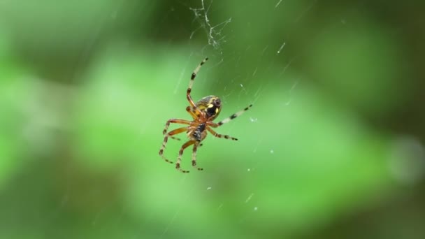 Araneus Diadematus Clerck Κοινώς Γνωστή Διασταυρούμενη Αράχνη Αράχνη Της Οικογένειας — Αρχείο Βίντεο