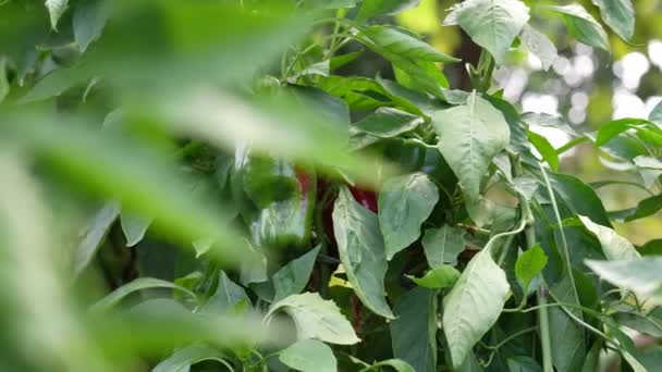 Fortfarande Grön Paprika Växer Den Gröna Växten — Stockvideo