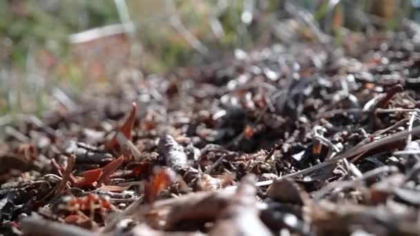 Red Ants Move Anthill Macro — Stock Video