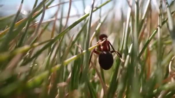 Μικρό Κόκκινο Μυρμήγκι Βόλτες Μεταξύ Ψηλό Πράσινο Γρασίδι Μακροεντολή — Αρχείο Βίντεο