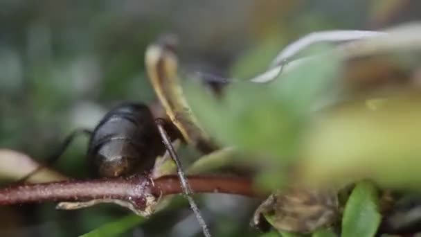 Fast Ant Moves Forest Plants Macro — Stock Video