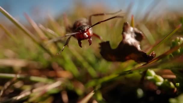 Macro Shot Red Ant Nature — Stock Video