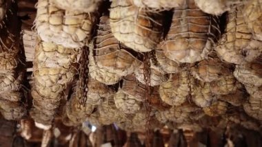 Culatello domuzlarının bacaklarının yaşlanması