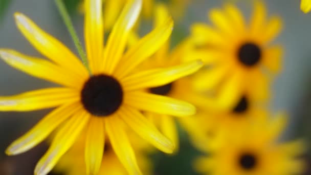 Rudbeckia Irta Asteraceae 가족에 속하는 데이지와 유사한 노란색 꽃이있는 비엔날레 — 비디오