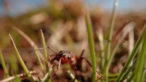 Red Ant Large Mandibles Walks Grass — Stock Video