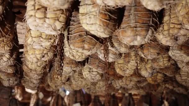 Culatello Domuzlarının Bacaklarının Yaşlanması — Stok video
