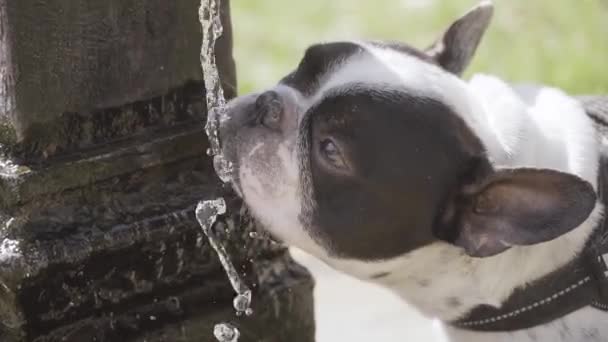 Pes Pije Vodu Kohoutku Parku Zpomaleném Filmu — Stock video