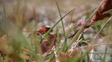 Kırmızı karınca yazın makroda çimenlerde yürür.