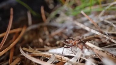 Geceleri ormanda yürüyen siyah karınca makrosu.