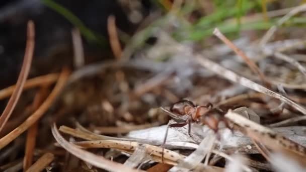 Macro Black Ant Night Walking Woods — Stock Video