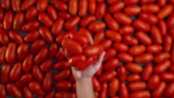 Los Sabrosos Tomates Rojos Lanzan Alto Mano Cámara Lenta — Vídeos de Stock