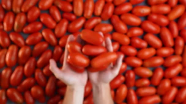 Mãos Lançam Tomates Vermelhos Saborosos — Vídeo de Stock