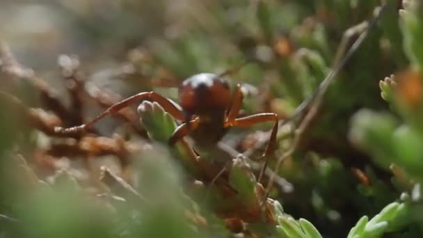 Extrem Närbild Röda Myra Promenader Med Tassarna Bland Gröna Växter — Stockvideo
