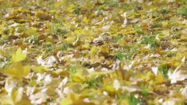 Bahçedeki ağaçlardan düşen sarı sonbahar yaprakları