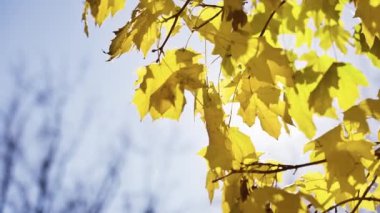 Güneş, ağacın dallarında sarkan sarı sonbahar yaprakları arasında görülebilir..
