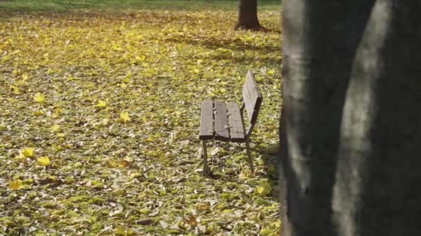 Drewniana Ławka Wśród Jesiennych Liści Parku — Wideo stockowe