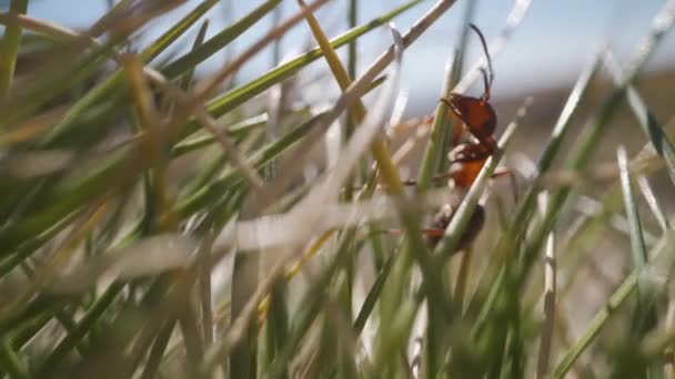 蚂蚁在草丛中的树枝上爬行的特写 捕捉到在一个微小而复杂的生态系统中 陆地植物 土壤和野生动物之间的相互作用 — 图库视频影像