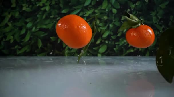 테이블에 슬로우 모션에 맛있는 오렌지 클레멘타인 — 비디오