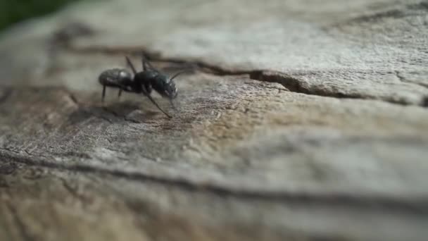 Ant Terrestrial Arthropod Invertebrate Insect Traversing Piece Wood Its Natural — Stock Video