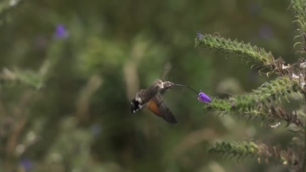 Ein Kolibri Mit Leuchtenden Federn Schwebt Über Einer Lila Blume — Stockvideo