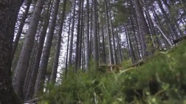 Yaz ormanlarında uzun ağaçların arasında yeşil çimenler arasında hareket