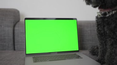 Yeşil bir dikdörtgen dizüstü bilgisayar, bir köpeğin yanındaki kanepeye yerleştirilir.. 