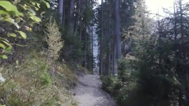 Movimento Longo Caminho Estreito Entre Plantas Árvores Floresta — Vídeo de Stock