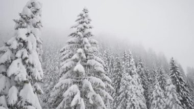 Sisin ortasında, beyaz karla kaplı bir sürü köknar ağacıyla dağı kaplayan orman..