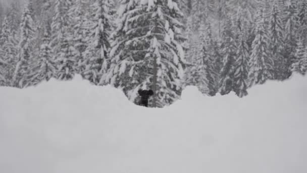 Movimento Lento Poodle Preto Correndo Neve Inverno Frente Das Árvores — Vídeo de Stock