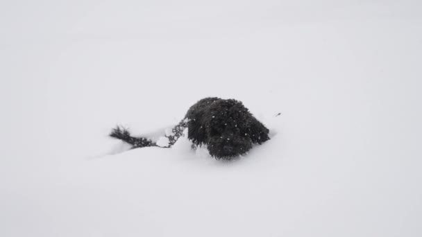 一条黑色的小狮子狗试图在雪中行走 — 图库视频影像