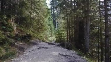 Ormandaki toprak yolda hareket var.