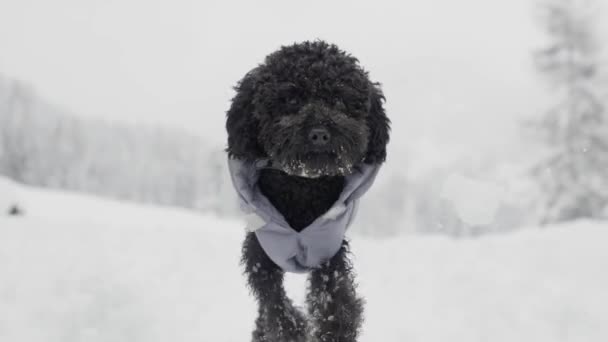 Lento Movimento Close Focinho Cão Poodle Preto Correndo Sobre Neve — Vídeo de Stock