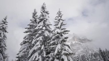 Kışın karla kaplı güzel ağaçlar, yüksek bir dağın altında..