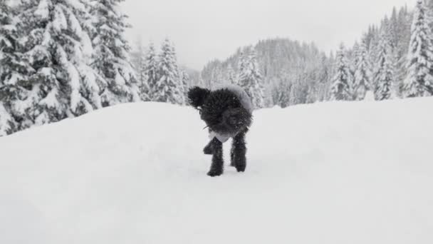 Cane Barboncino Nero Toglie Neve Con Movimenti Bruschi Nella Foresta — Video Stock