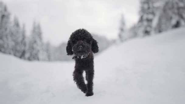 黑色狮子狗在寒冷的雪地上行走 视频剪辑