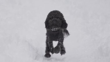 Kar üzerinde ağır çekimde koşan siyah kaniş köpeğinin yakın çekimi