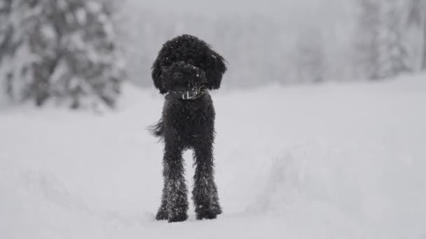 Small Black Poodle Dog Standing Still Snow Winter — Stock Video